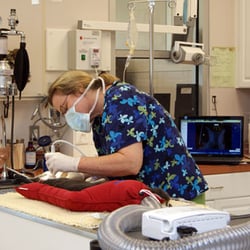 Pouncey Tract Veterinary Hospital - Dental Specialist with state of the art equipment