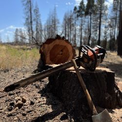 Watkins Forestry Services