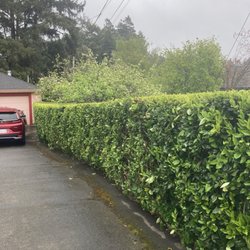 Hedges
