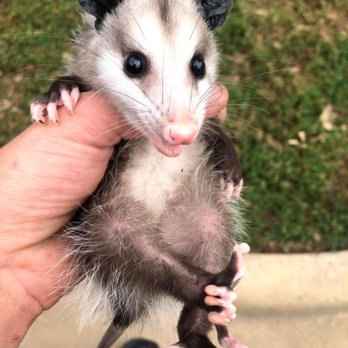 Outfoxed Wildlife Removal - Wildlife Control Near Me Outfoxed Wildlife Removal - Wildlife Control Near Me
