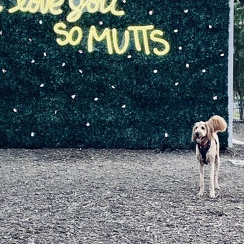 Mutts Canine Cantina - Chicken Shop Near Me - Allen, Texas
