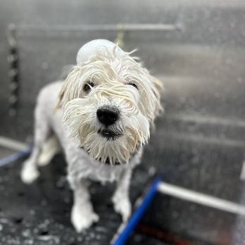 Wuf Holistic Mobile Dog Grooming - Pet Groomers Near Me Wuf Holistic Mobile Dog Grooming - Pet Groomers Near Me