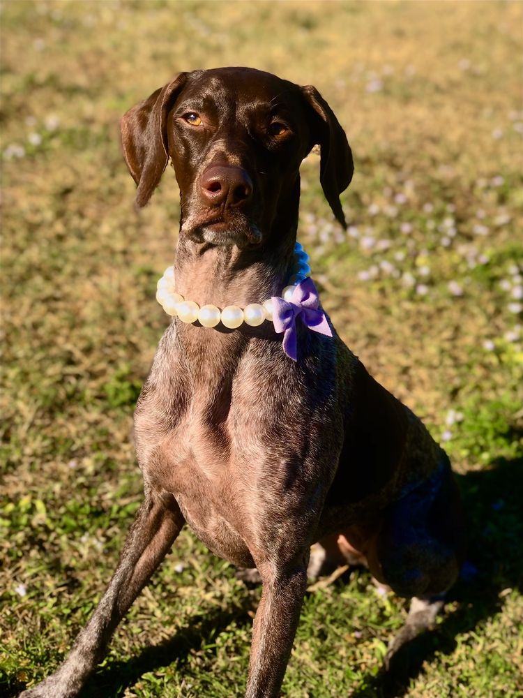 VETERINARY PRACTICE Updated September 2024 1225 NE 8th St