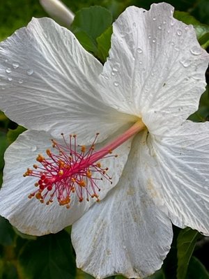 Aloha Junction Bed and Breakfast by null