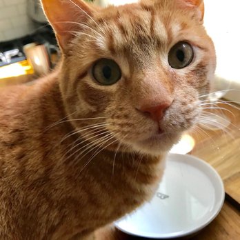 Animal Care League - Animal Shelters Near Me - Oak Park, Illinois