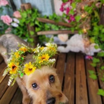 Olive My Grooming To You - Pet Groomers Near Me - Seattle, Washington Olive My Grooming To You - Pet Groomers Near Me - Seattle, Washington
