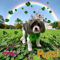 FURology Paw Spa & Retreat