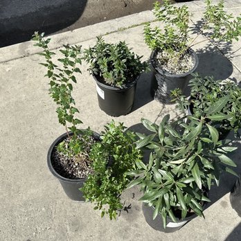 Artemisia Nursery - Nurseries & Gardening Near Me - Los Angeles, California
