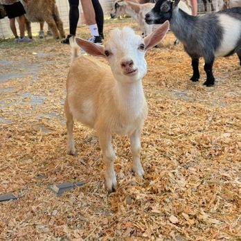 Alameda County Fair - Sooo cute !!! Petting zoo - Festivals Near Me - Pleasanton, California