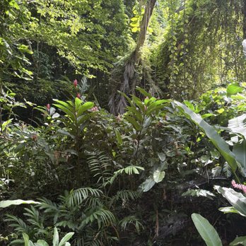 Jardin Botanico - Botanical Gardens Near Me - San Juan, Puerto Rico Jardin Botanico - Botanical Gardens Near Me - San Juan, Puerto Rico