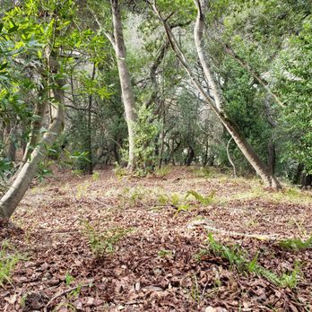 Garber Park - Some trees - Hiking Near Me - Berkeley, California