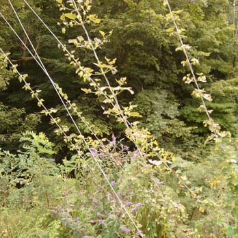 Rockmill Brewery - Growing hops! - Breweries Near Me - Lancaster, Ohio Rockmill Brewery - Growing hops! - Breweries Near Me - Lancaster, Ohio