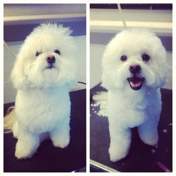 A Diamond in the Ruff - Sammy before and after - Pet Groomers Near Me A Diamond in the Ruff - Sammy before and after - Pet Groomers Near Me