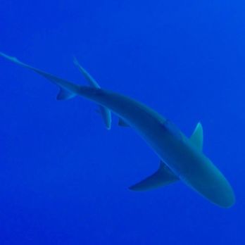 One Ocean Diving - Free Diving Near Me - Haleiwa, Hawaii