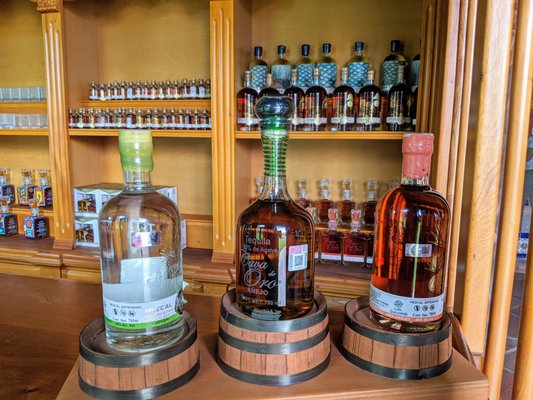 The Agave Experience by null