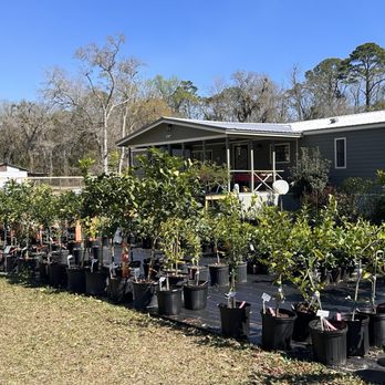 Fruit Trees Only - Citrus area of the nursery! - Nurseries & Gardening Near Me - St. Augustine, Florida