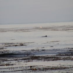 Pleasure Point - Sea otter