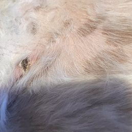 Scab from cut received during rushed grooming. Scab from cut received during rushed grooming.