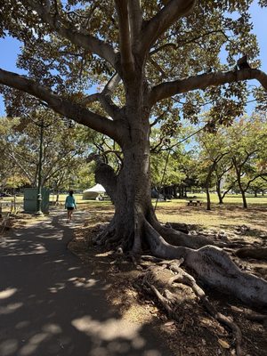 Kapiʻolani Regional Park by null