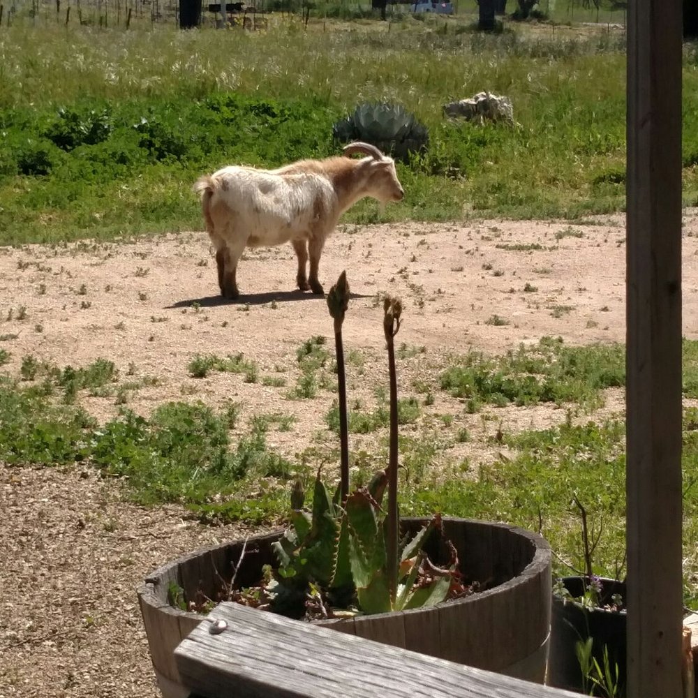 Kiamie Wine Cellars - The GOAT:) - Wineries Near Me - Paso Robles, California Kiamie Wine Cellars - The GOAT:) - Wineries Near Me - Paso Robles, California