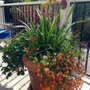 Madrona Garden Works