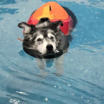 K9 Swim Center - Keep those joints moving - Animal Physical Therapy Near Me - Springfield, Oregon