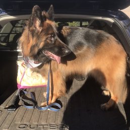 BEAR LOOKING LIKE A CELEBRITY!
