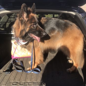 Day Hill Kennels - BEAR LOOKING LIKE A CELEBRITY! - Pet Sitting Near Me - Windsor, Connecticut