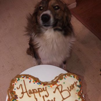 River Dog Bakery - Pet Stores Near Me - Knoxville, Tennessee River Dog Bakery - Pet Stores Near Me - Knoxville, Tennessee