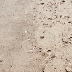 Maryland Ave Beach NJ - The Jelly's