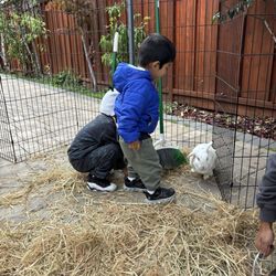 Little Explorers Mobile Petting Zoo - Kiddos