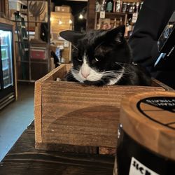 Structures Brewing - Henry the cat