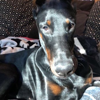 S & J Dobermans - Such a beauty - Pet Breeders Near Me S & J Dobermans - Such a beauty - Pet Breeders Near Me
