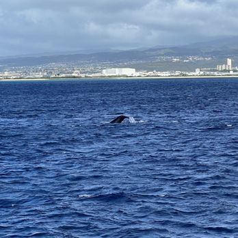 Majestic by Atlantis Cruises - Boat Tours Near Me - Honolulu, Hawaii Majestic by Atlantis Cruises - Boat Tours Near Me - Honolulu, Hawaii