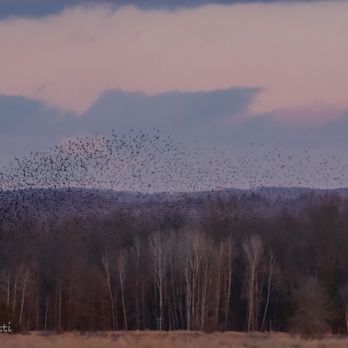 Shawangunk Grasslands National Wildlife Refuge - 1000's of starlings in what's known as a murmuration - Parks Near Me - Wallkill, New York Shawangunk Grasslands National Wildlife Refuge - 1000's of starlings in what's known as a murmuration - Parks Near Me - Wallkill, New York