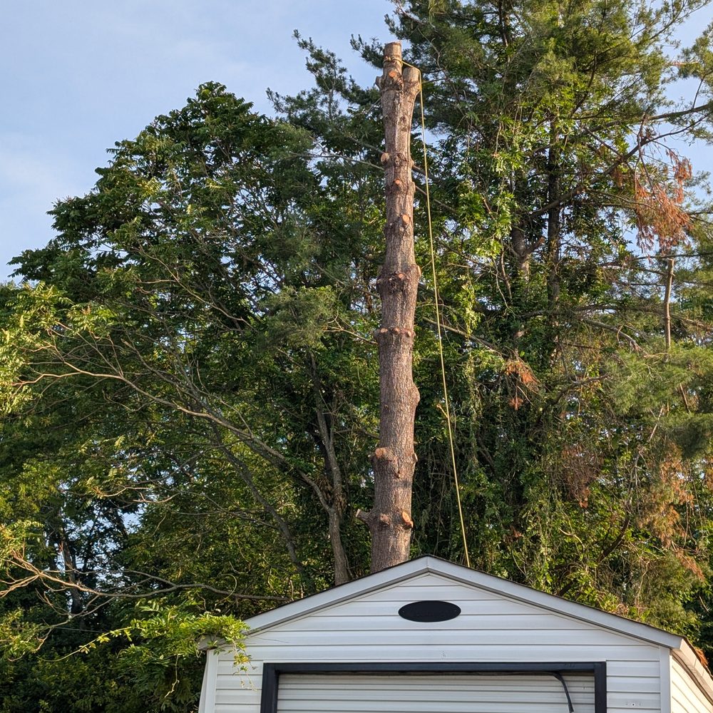 Chainsaw Monkey Tree Service - Tree Services Near Me Chainsaw Monkey Tree Service - Tree Services Near Me
