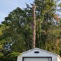 Photo of Chainsaw Monkey Tree Service
