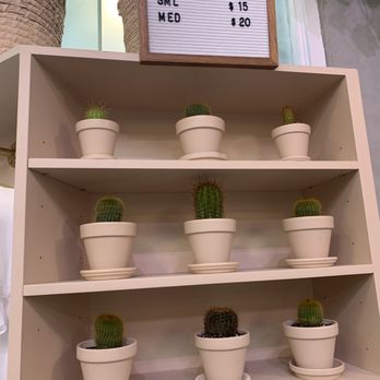 Coffee and Plants - Cute cacti for sale - Coffee & Tea Near Me - Pasadena, California Coffee and Plants - Cute cacti for sale - Coffee & Tea Near Me - Pasadena, California