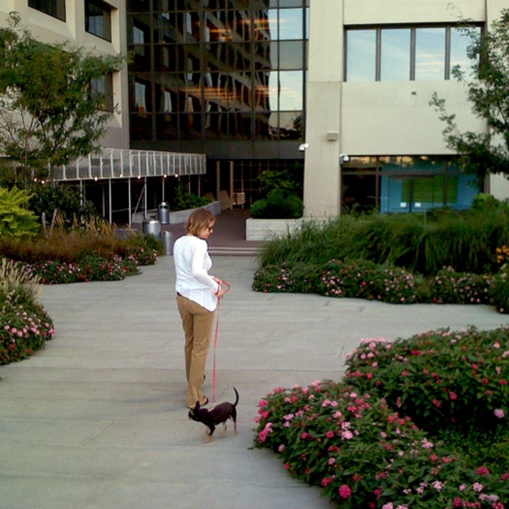 Elevated Acre - Walking my dog on the Elevated Acre - Venues & Event Spaces Near Me - New York, New York