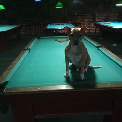Dugout Sports Club - Owners Dog is a poolhall junky.