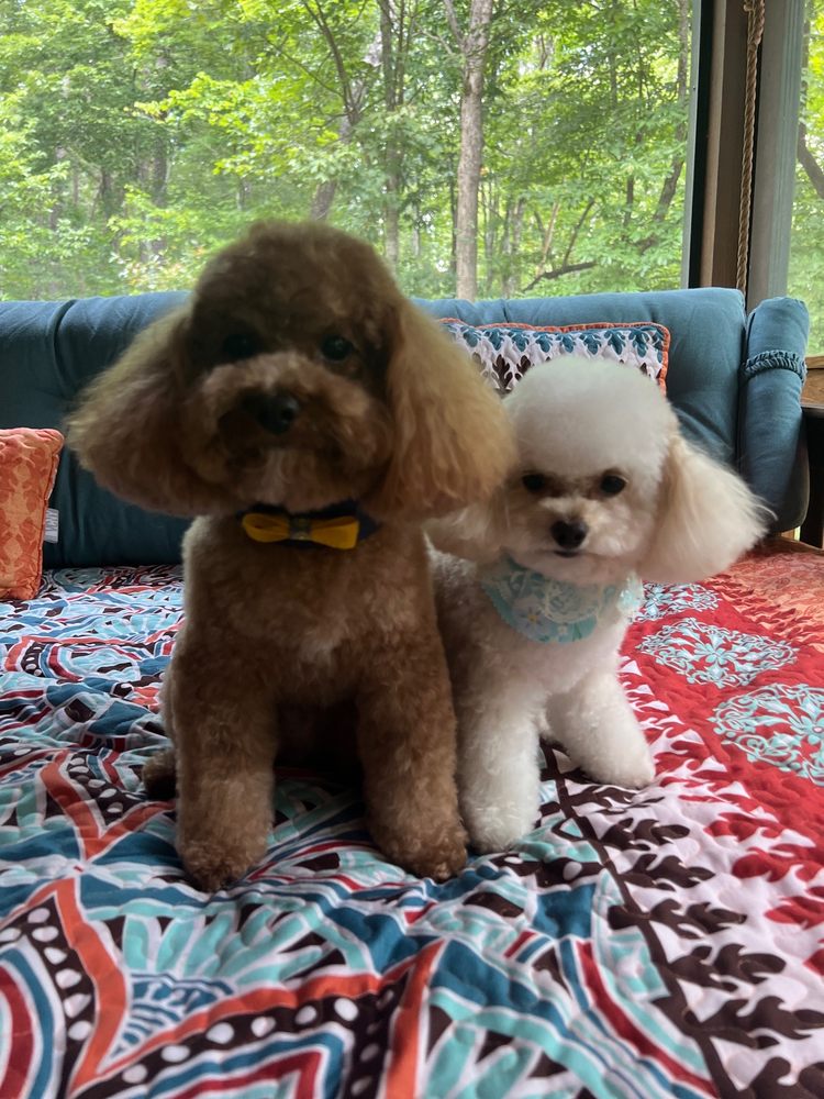 2 PAWS UP MOBILE GROOMER Updated October 2024 Blue Ridge,