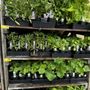 Grocery Outlet
