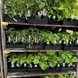 Grocery Outlet - Outdoor plants, tomato plants