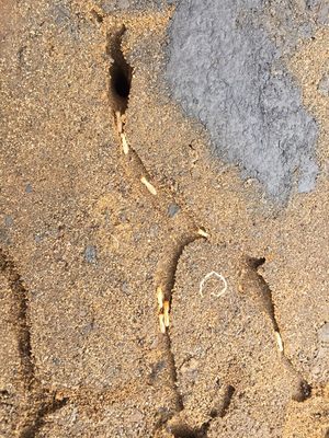 Termite Inspection & Extermination - Termites can cause a lot of damage to your property if left untreated. Luckily, Family Termite & Pest Control specializes in ridding your home of these particular pests!

We offer free inspections, recommendations and advice are always free of charge.

Call us today to schedule your free inspection, and take advantage of our comprehensive termite removal and control services.