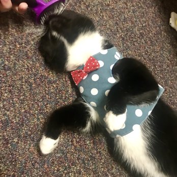 Baltimore Humane Society - Melanie - Veterinarians Near Me - Reisterstown, Maryland Baltimore Humane Society - Melanie - Veterinarians Near Me - Reisterstown, Maryland