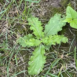 Weeds Weeds
