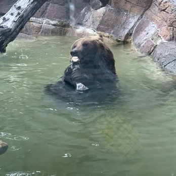 Indianapolis Zoo - Bears - Zoos Near Me - Indianapolis, Indiana Indianapolis Zoo - Bears - Zoos Near Me - Indianapolis, Indiana
