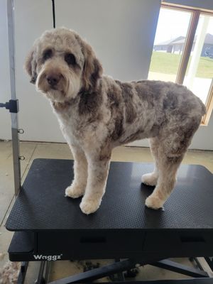 Grooms - Check out a few of our clients after their spa days! Grooms - Check out a few of our clients after their spa days!