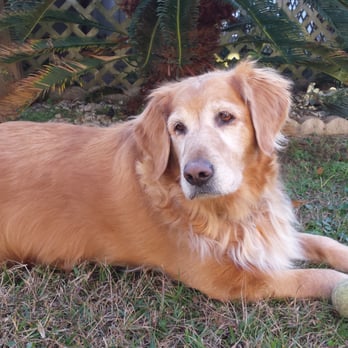 A Pets Memory Funeral Home - Our beloved Molly who passed away on December 13,2014. - Pet Services Near Me - Gulfport, Mississippi A Pets Memory Funeral Home - Our beloved Molly who passed away on December 13,2014. - Pet Services Near Me - Gulfport, Mississippi