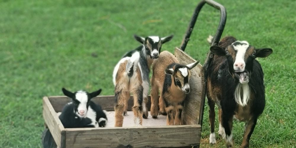 HEAVENLY CREATURES PETTING ZOO Updated September 2024 3151